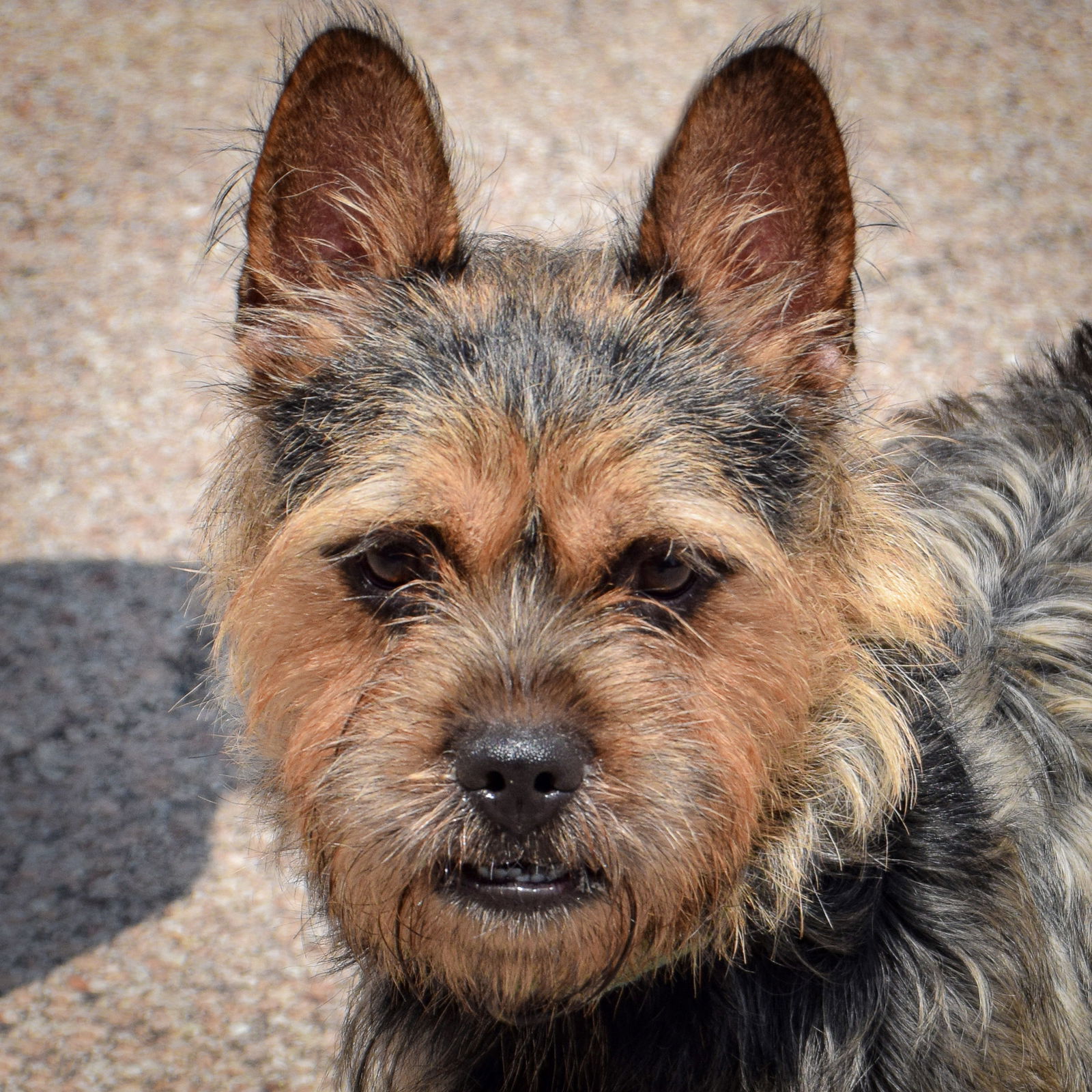 adoptable Dog in Huntley, IL named Chewbacca