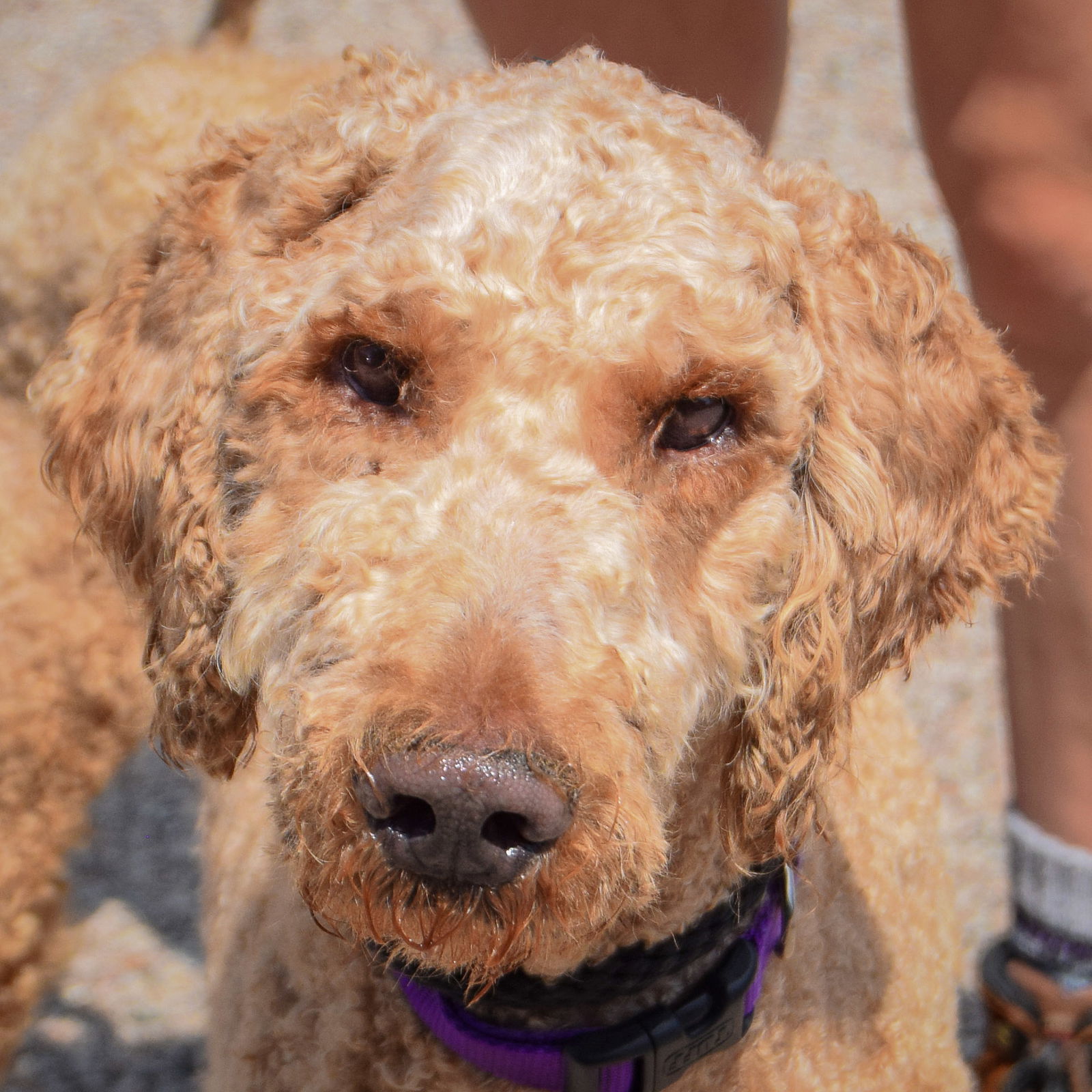 adoptable Dog in Huntley, IL named Preston
