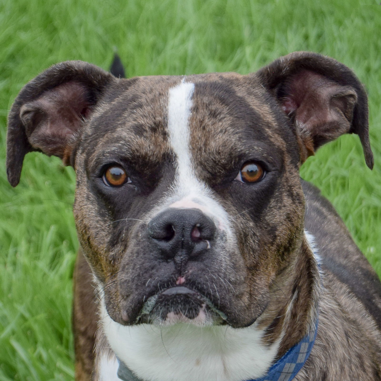 adoptable Dog in Huntley, IL named Tony