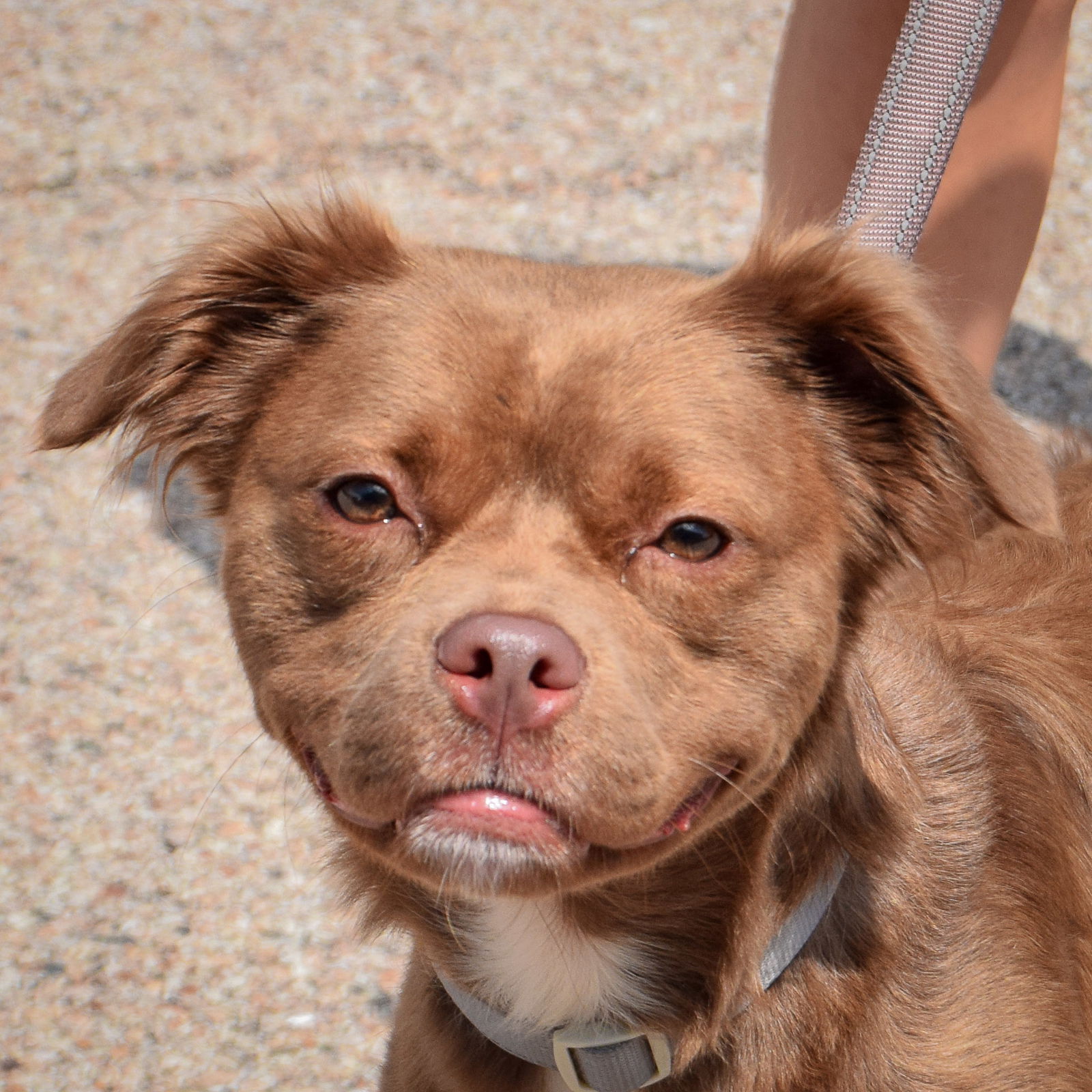 adoptable Dog in Huntley, IL named Miranda