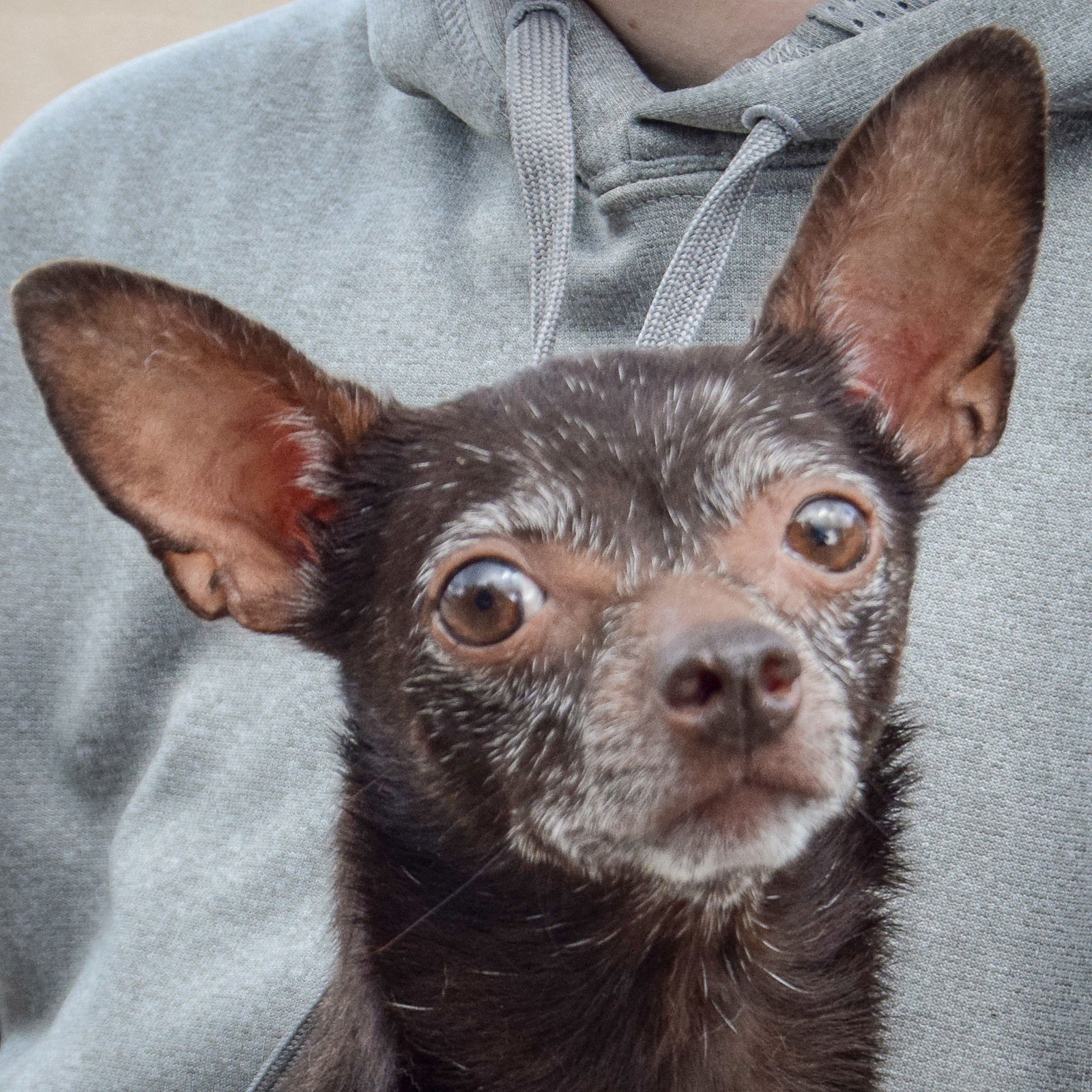 adoptable Dog in Huntley, IL named Cricket