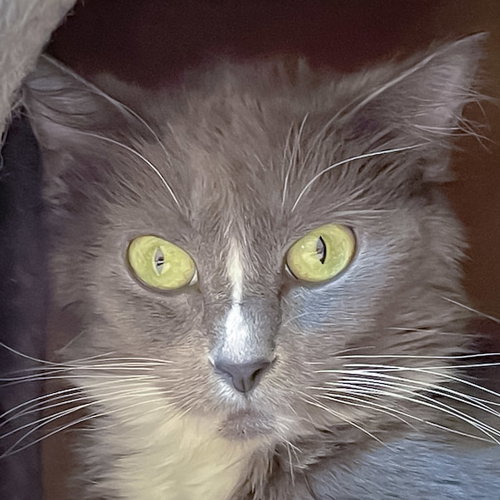 picture of the cat needing adoption