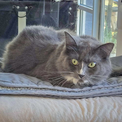 SEVEN - Tuxedo / Domestic Medium Hair available for adoption