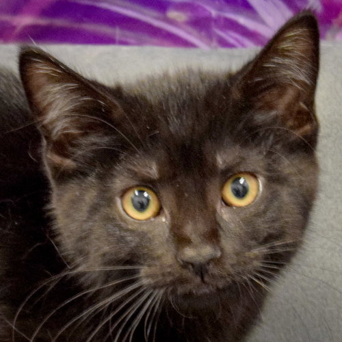 picture of the cat needing adoption