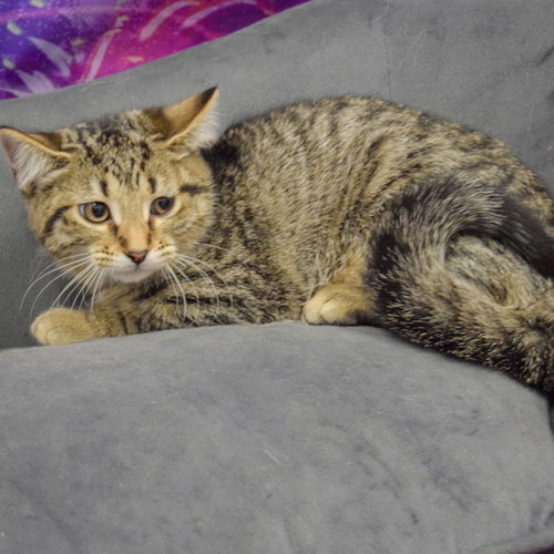 GLADYS - Tabby / Domestic Short Hair available for adoption