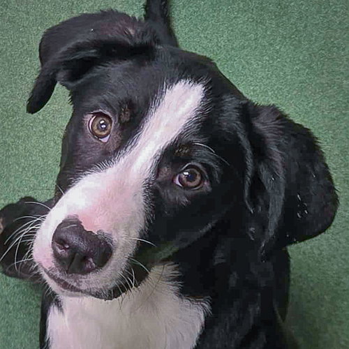 picture of the dog needing adoption