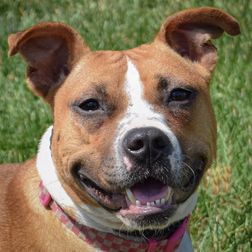 picture of the dog needing adoption