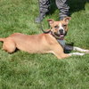 Gypsy - Photo 2
