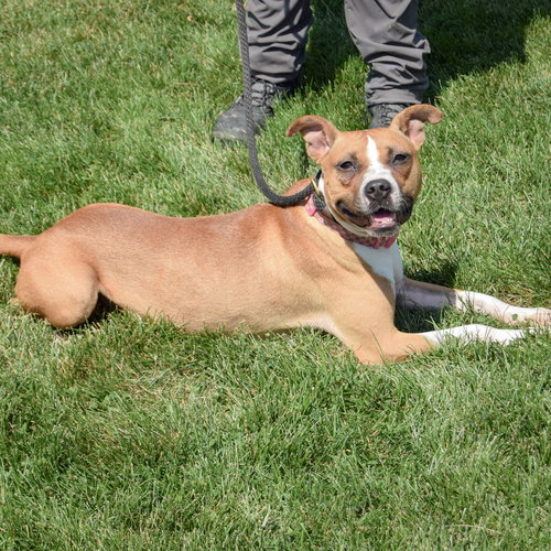 GYPSY - American Staffordshire Terrier / Boxer available for adoption