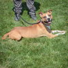 Gypsy - Photo 3