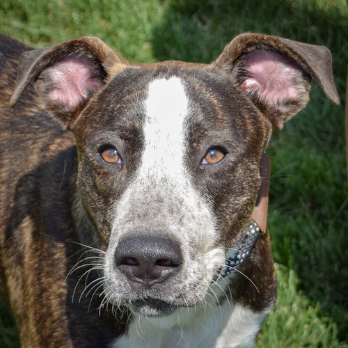 picture of the dog needing adoption