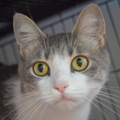 picture of the cat needing adoption