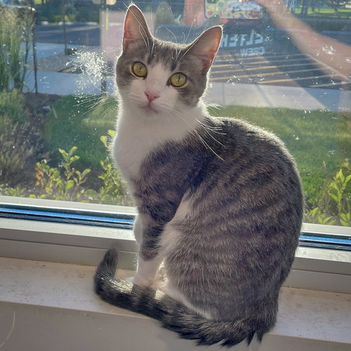 BOONIE - Tabby / Domestic Short Hair available for adoption