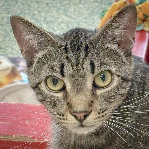 picture of the cat needing adoption