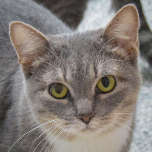 picture of the cat needing adoption