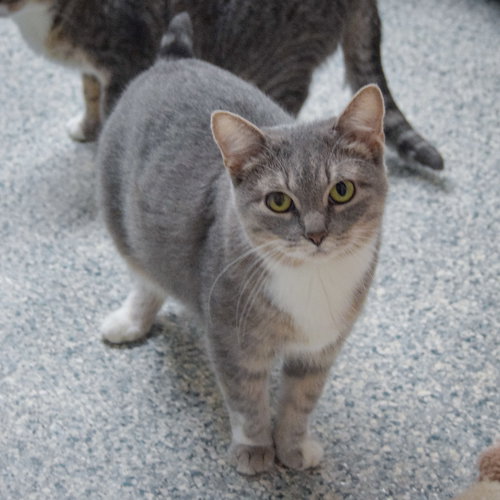 WINIFRED - Tabby / Domestic Short Hair available for adoption