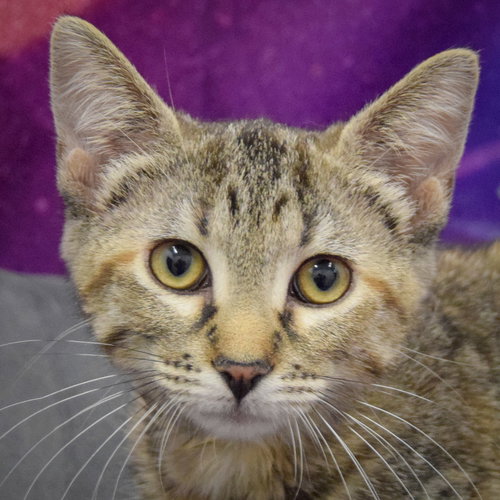 picture of the cat needing adoption