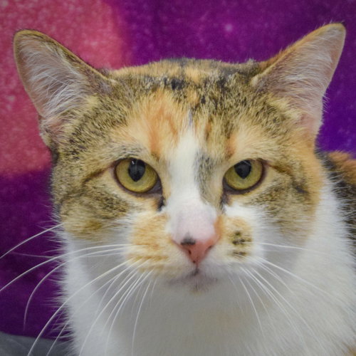 picture of the cat needing adoption