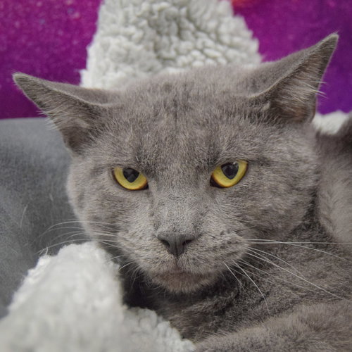 picture of the cat needing adoption