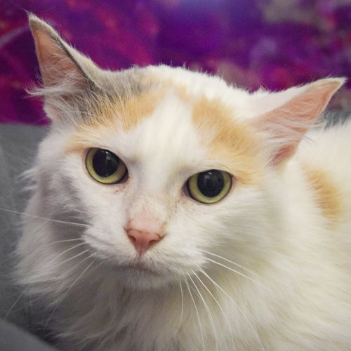 picture of the cat needing adoption