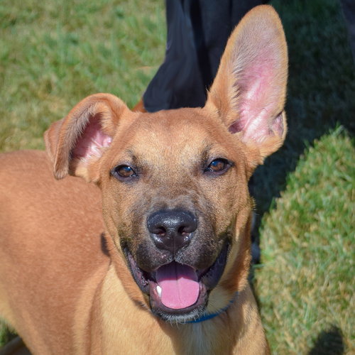 picture of the dog needing adoption