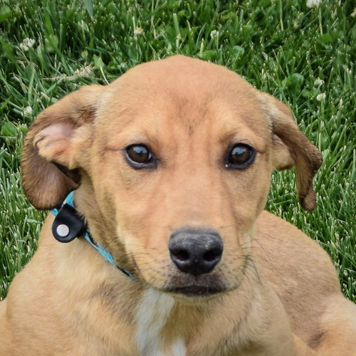 picture of the dog needing adoption