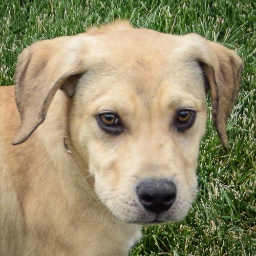 picture of the dog needing adoption