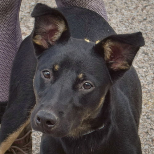 picture of the dog needing adoption
