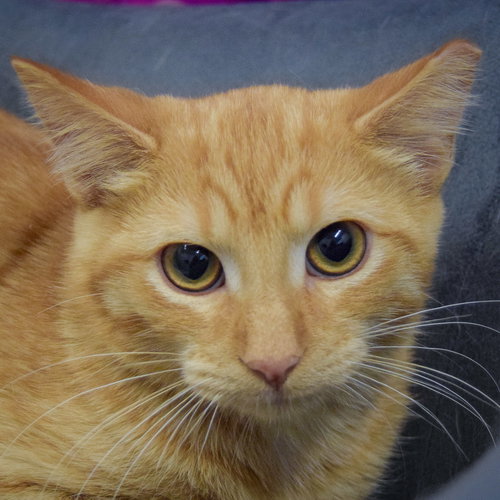 picture of the cat needing adoption