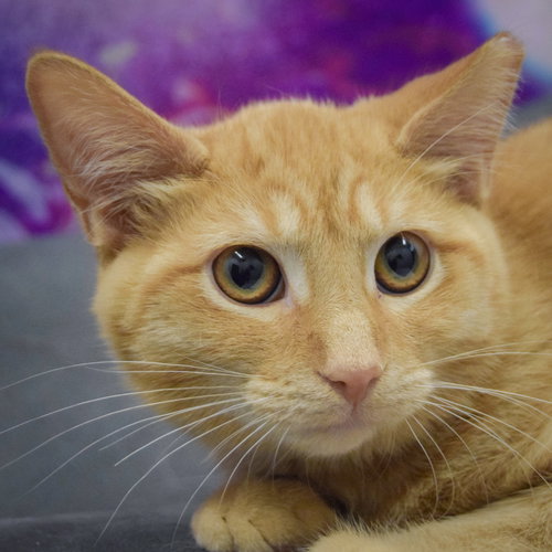 picture of the cat needing adoption