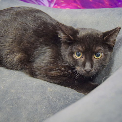 SPIDER - Bombay / Domestic Short Hair available for adoption