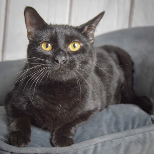 MARISOL - Bombay / Domestic Short Hair available for adoption