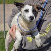 Brady - Photo 7
