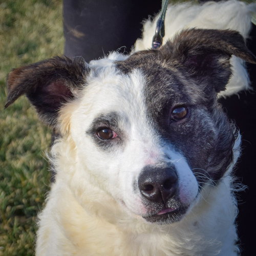 BRADY - Border Collie / American Staffordshire Terrier available for adoption