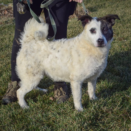 BRADY - Border Collie / American Staffordshire Terrier available for adoption