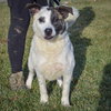 Brady - Photo 3