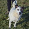 Brady - Photo 5