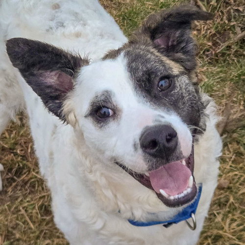 Brady, an adoptable Border Collie in Huntley, IL