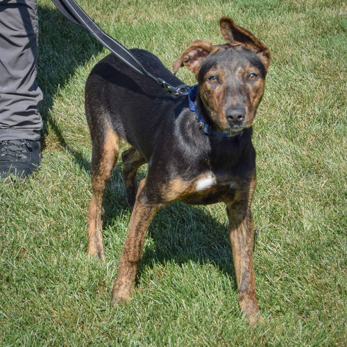 INDIGO - German Shepherd Dog / Catahoula Leopard Dog available for adoption