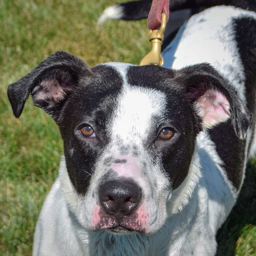 picture of the dog needing adoption