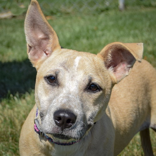picture of the dog needing adoption