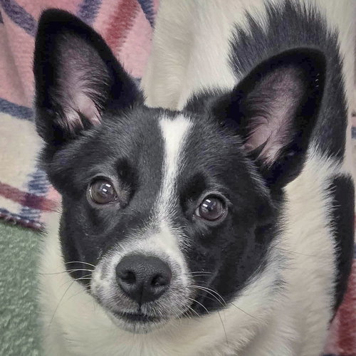 picture of the dog needing adoption