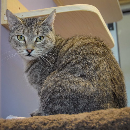 KELLEY - Tabby / Domestic Short Hair available for adoption