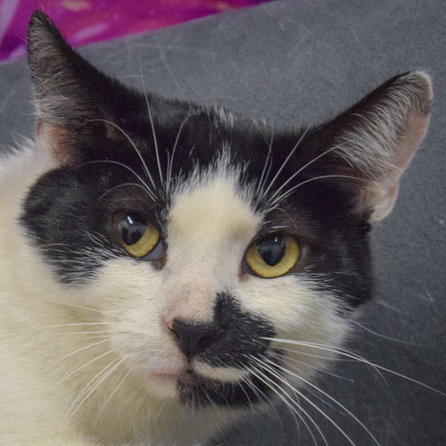 picture of the cat needing adoption