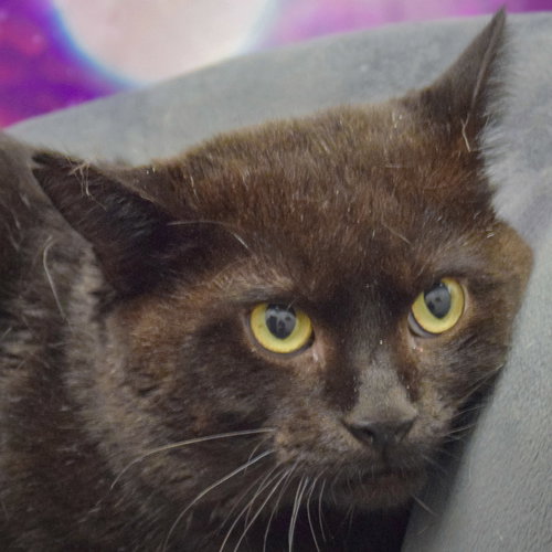 PHANTOM - Bombay / Domestic Short Hair available for adoption