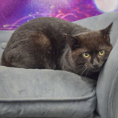 PHANTOM - Bombay / Domestic Short Hair available for adoption