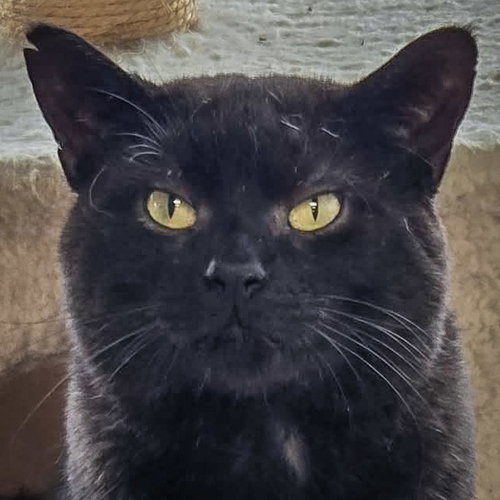 Phantom, an adoptable Bombay in Huntley, IL