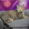 Tallulah - Photo 2