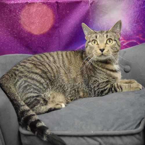 TALLULAH - Tabby / Domestic Short Hair available for adoption
