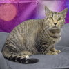 Tallulah - Photo 3